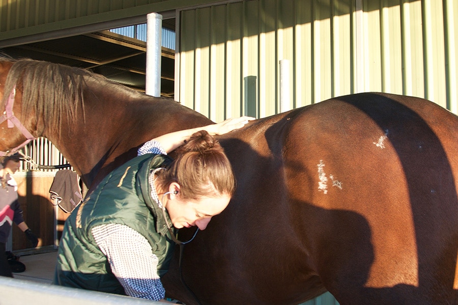 Daily Horse Care